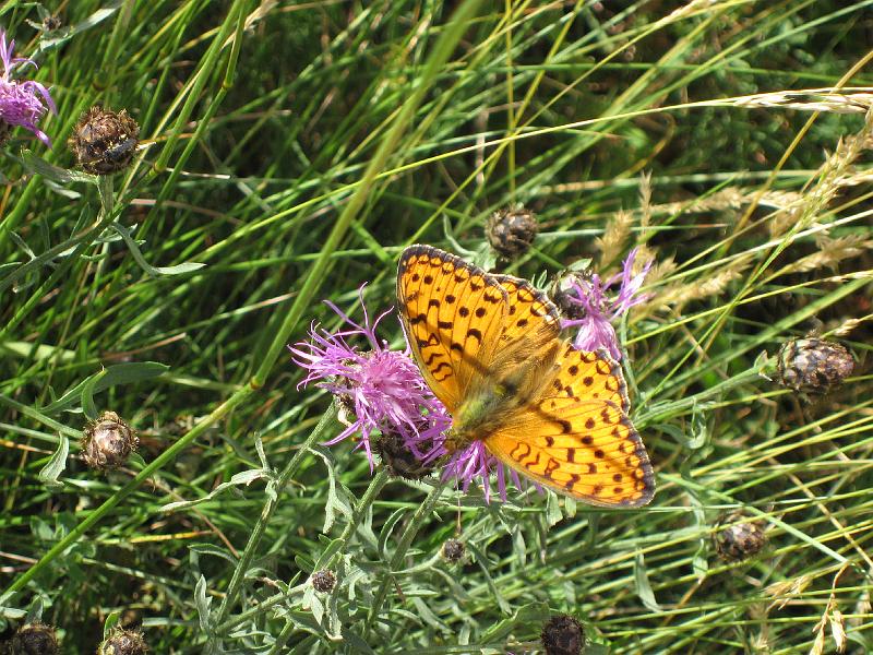 Bolognola - Local wildlife